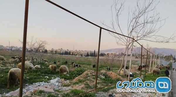 تپه پوستچی شیراز این روزها به محل چرای دام و گوسفندان تبدیل شده است
