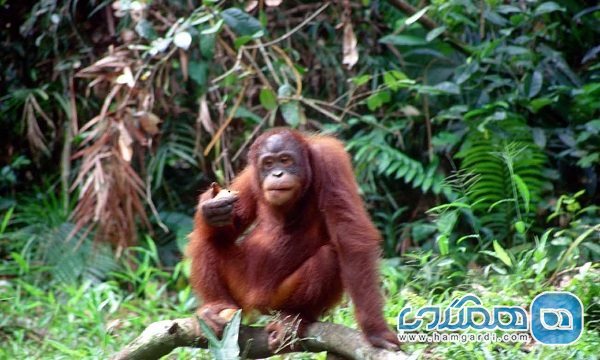 کشف حیات وحش مالزی
