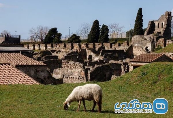 گوسفندان با چرا کردن به باستان شناسان برای حفظ ویرانه های پمپئی کمک می کنند