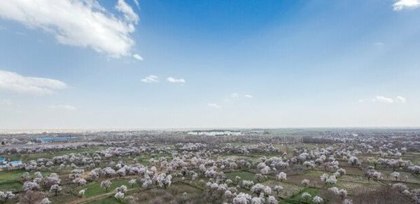 باغستان سنتی قزوین اندک اندک به سمت نابودی می رود