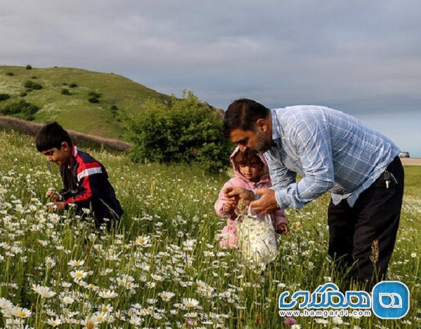 جشنواره گلهای بابونه روستای پیشنبور ظرفیتی برای توسعه گردشگری در مازندران است