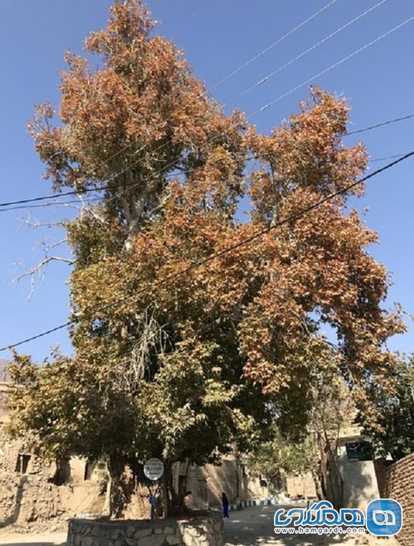 ثبت درخت چنار کهنسال روستای ابرسج در فهرست میراث طبیعی ملی