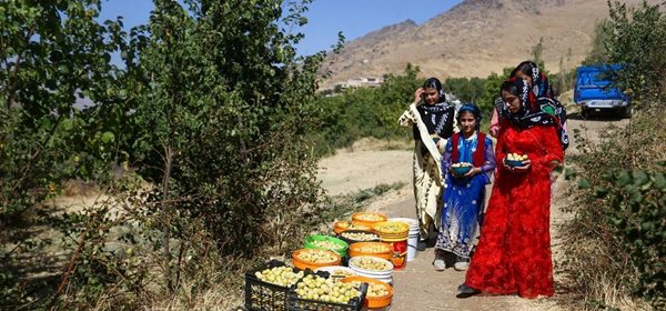 برداشت آلو در روستای حیدره قاضی خان همدان