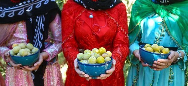 برداشت آلو در روستای حیدره قاضی خان همدان 3