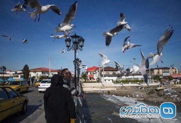 پرنده نگری حلقه مفقوده گردشگری مازندران است