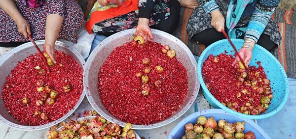 نگاهی به رسم خوش انار دله کانی و تهیه رب انار در استان گلستان 3