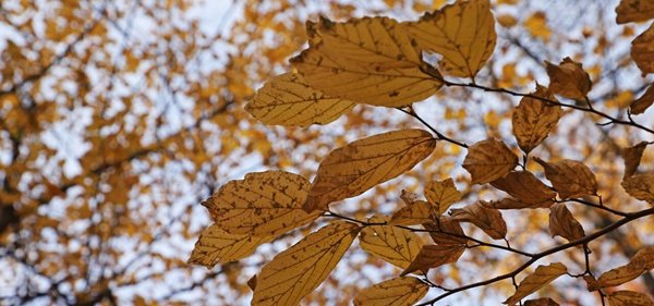 نگاهی به جادوی پاییز در جنگلهای گرگان 2