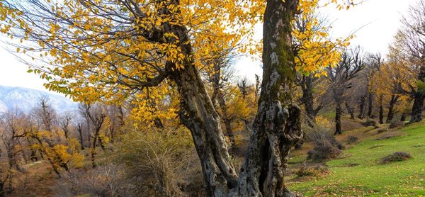 روستای قلعه قافه یکی از روستاهای دیدنی ایران است 2