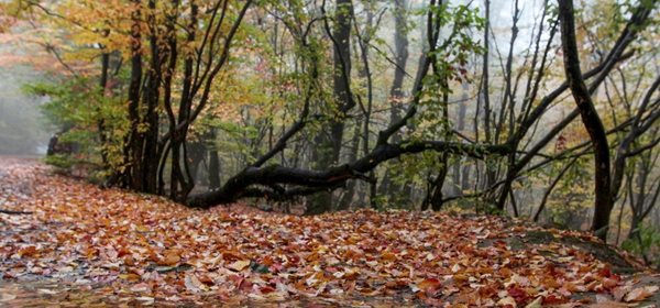 نگاهی به پاییز هزار رنگ در جنگل النگدره 4