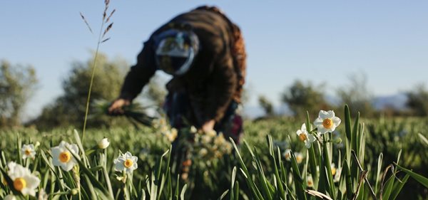 نگاهی به برداشت گل نرگس در آزادشهر 4