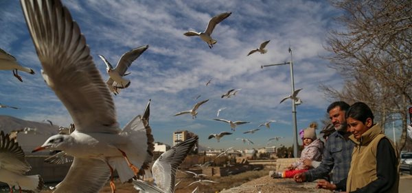 مرغان دریایی سیبری مهمان شیراز شده اند 3