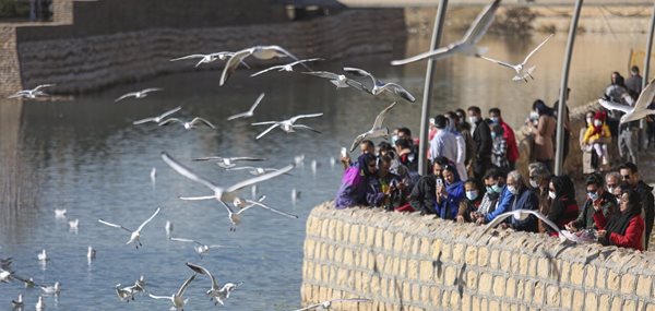 مرغان دریایی سیبری مهمان شیراز شده اند 5