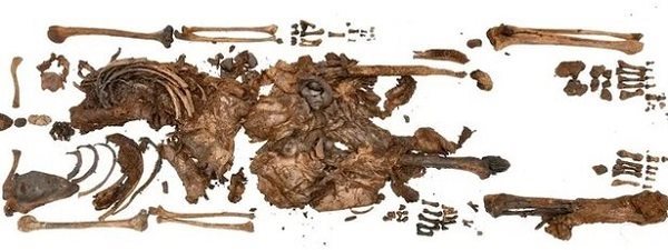 باستان شناسان بقایای 2000 ساله اسکلت یک نوجوان را در یک تالاب کشف کردند