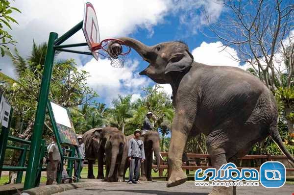 پارک فیل های بالی