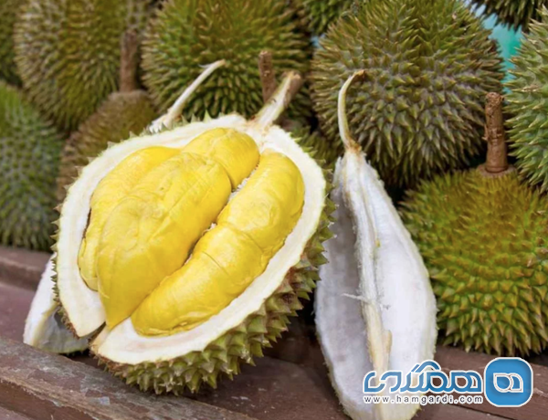 دوریان Durian