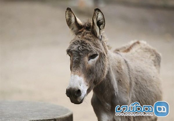 ماجرای گوشت الاغ در یک هتل مشهد نادرست و ناقص اطلاع رسانی شده بود