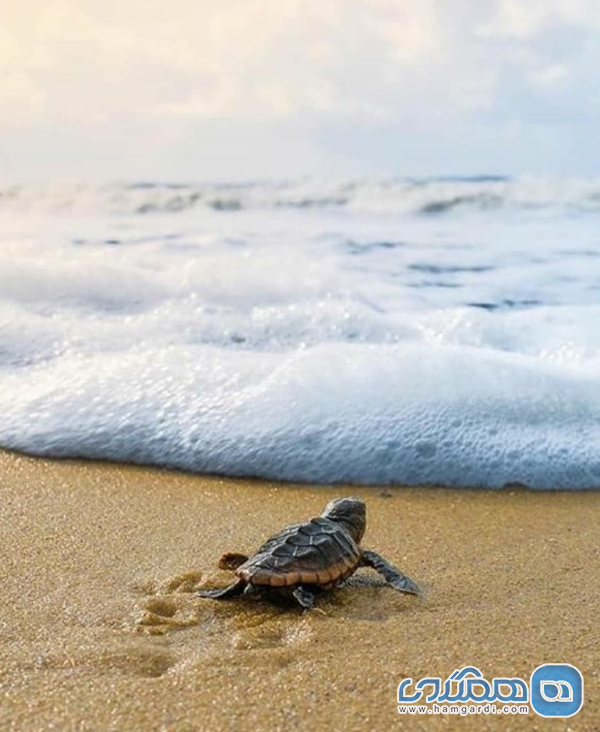 ساحل لاکپشت ها