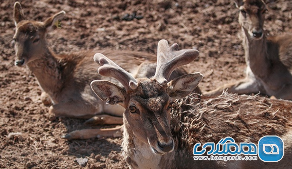 منطقه حفاظت شده ملوسان