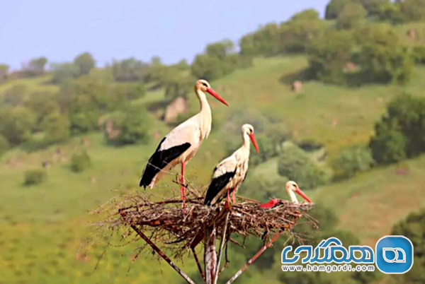 ثبت زیستگاه لک لک ها در روستای دره تفی در فهرست میراث طبیعی کشور