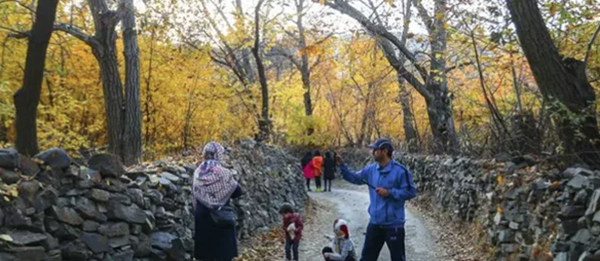 روستای برغان؛ مهد چنارهای هزار ساله ایران