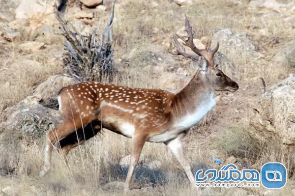 پارک ملی بمو؛ دنیای ناشناخته حیات وحش ایران