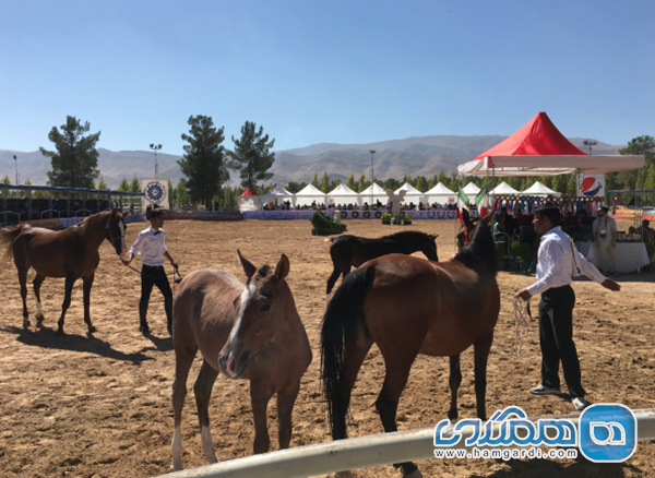 جشنواره زیبایی اسب اصیل دره شوری