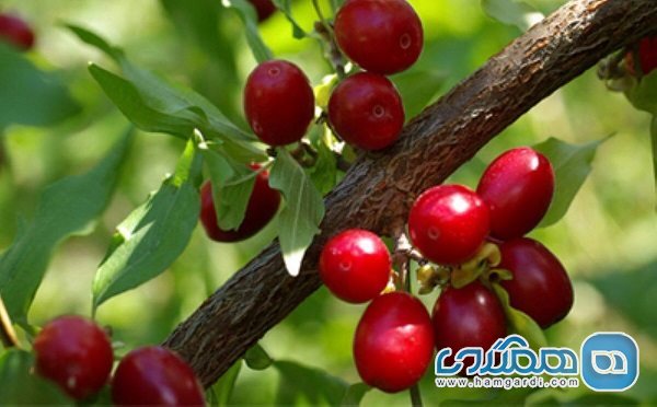 ثبت جشن های زغال اخته و گیلاس در تقویم ملی رویدادهای گردشگری