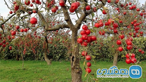 باغ سیب مهرشهر؛ یکی از جاذبه های گردشگری سرسبز و وسیع کرج