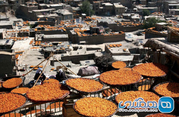 برگزاری هفتمین جشنواره آلو در روستای گردشگری ملحمدره