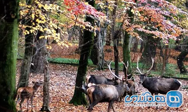 پارک ملی گلستان؛ قدیمی ترین پارک ملی ثبت شده در ایران