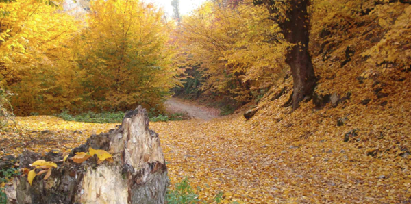 پارک جنگلی ناهارخوران؛ داستانی از یک رویای فراموش نشدنی