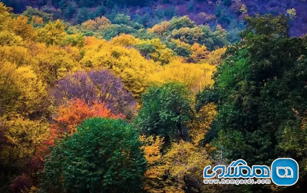 جنگل توسکستان؛ بخشی از پارک بزرگ هیرکانی