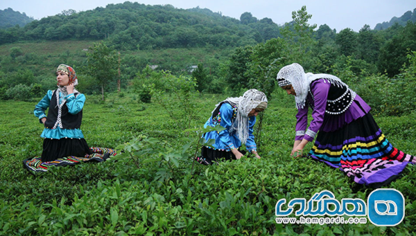 جشنواره چای لاهیجان