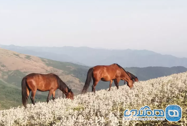 روستای جواهردشت