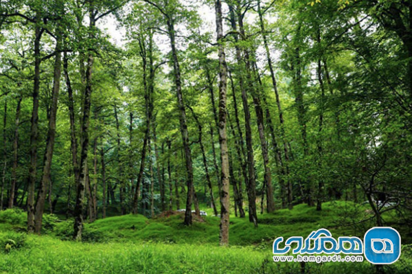 بوستان جنگلی صفارود