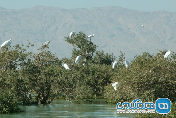 تماشای مناظر زیبای حرا