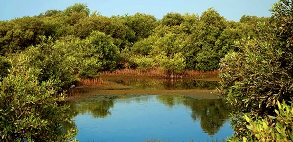 درختان چگونه در آب شور زندگی می کنند؟