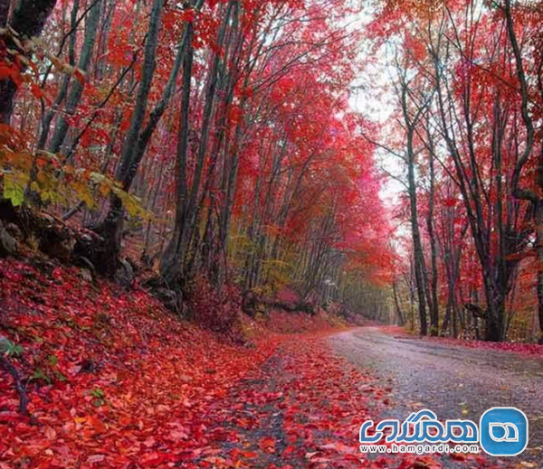 زیبایی های گیسوم در چهار فصل سال