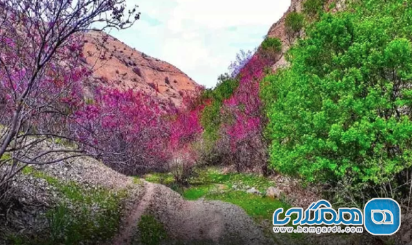 دره ارغوان