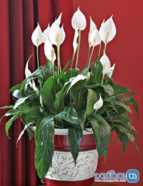 اسپاتی فیلوم (Peace Lily)؛ گل صلح و آرامش