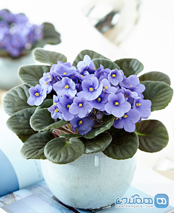 بنفشه آفریقایی (African Violet)