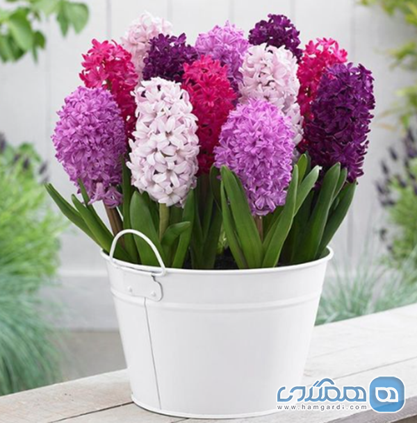 سنبل (Hyacinth)؛ رایحه نوروز و شکوفایی بهار