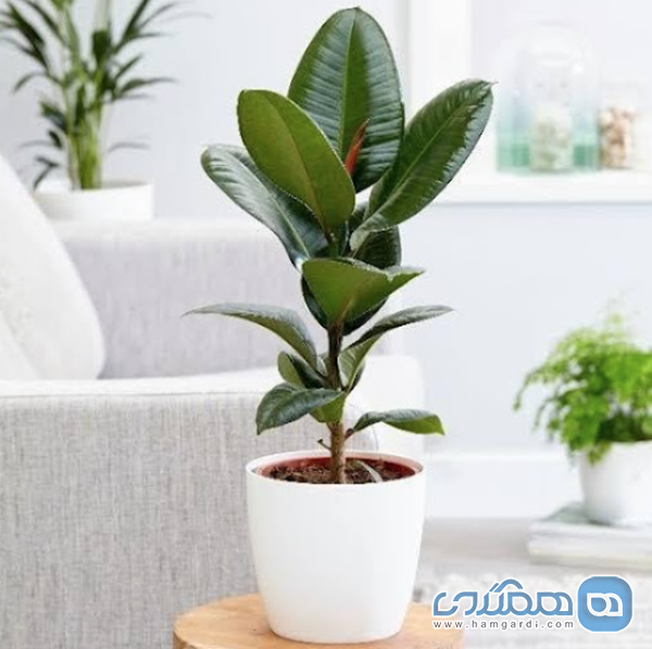 فیکوس الاستیکا (Rubber Plant)