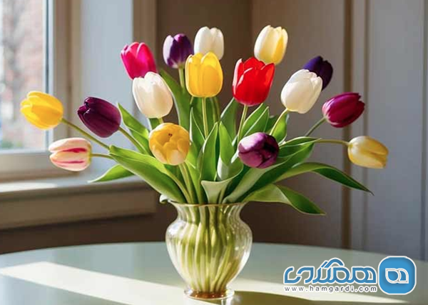 لاله (Tulip)؛ ظرافت کلاسیک بهار