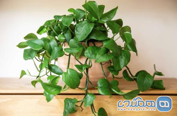 پتوس (Pothos)؛ گیاه رونده و مقاوم