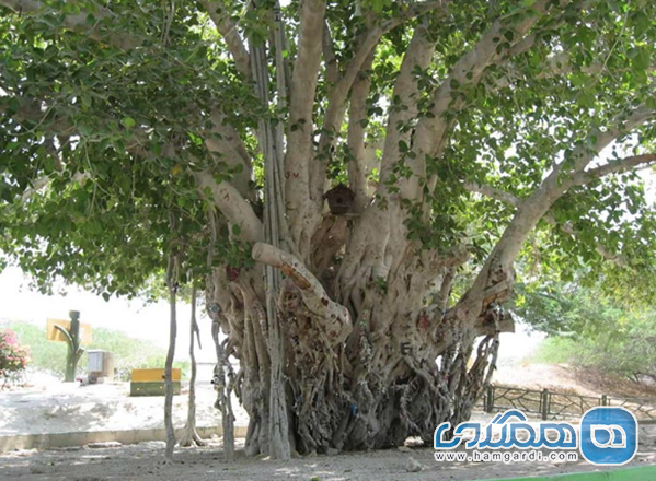 آداب هرس درخت لور (انجیر معابد)