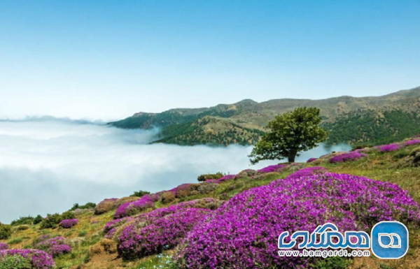 جنگل ابر، قدم زدن در دنیای خیال