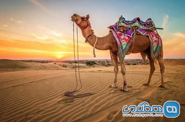 تفریحات و تجربه کویری (Activites and Attractions)