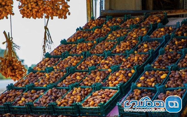 جشنواره بین المللی خرما کبلی