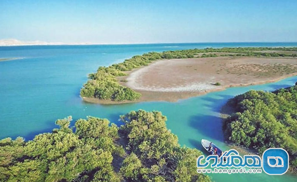 جنگل های حرا: درختان سازگار با آب شور